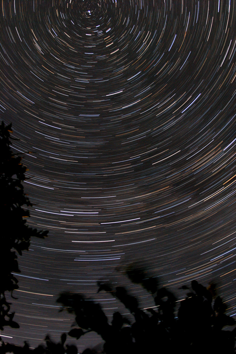 Star trails behind the trees